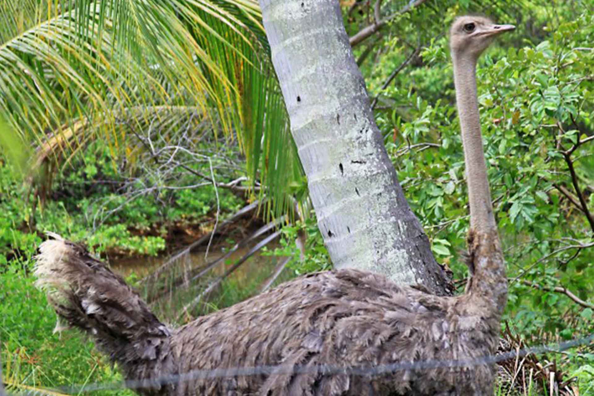 pousada-japaratinga-paraiso-coqueirais-atividades-avestruz